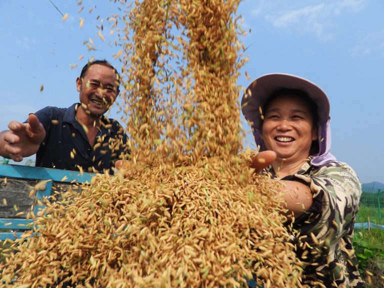 Le président Xi Jinping adresse ses vœux à l&rsquo;occasion de la fête des récoltes des agriculteurs chinois