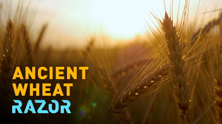RAZOR : Comment des grains de blé centenaires pourraient sauver le pain du futur