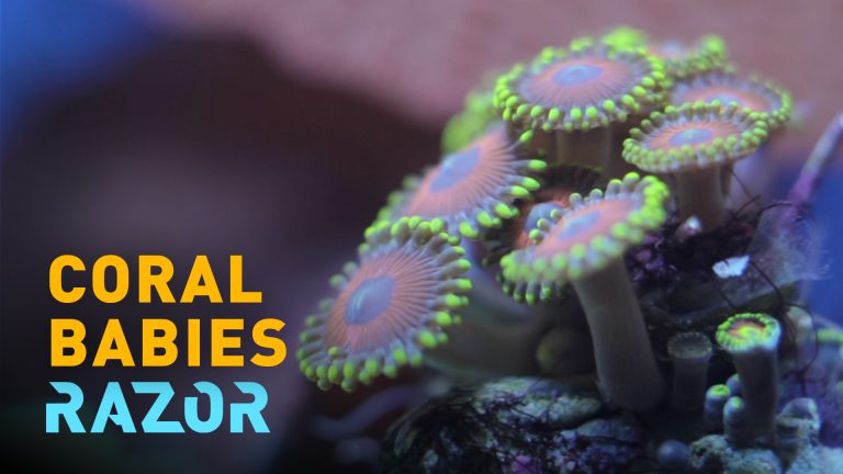 RAZOR : La course pour sauver le corail