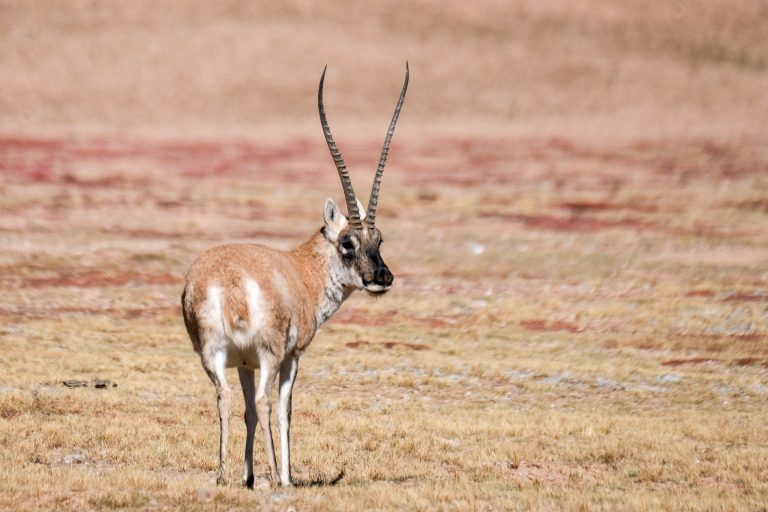 Des scientifiques chinois vont décoder les secrets de l&rsquo;ADN d&rsquo;une rare antilope tibétaine