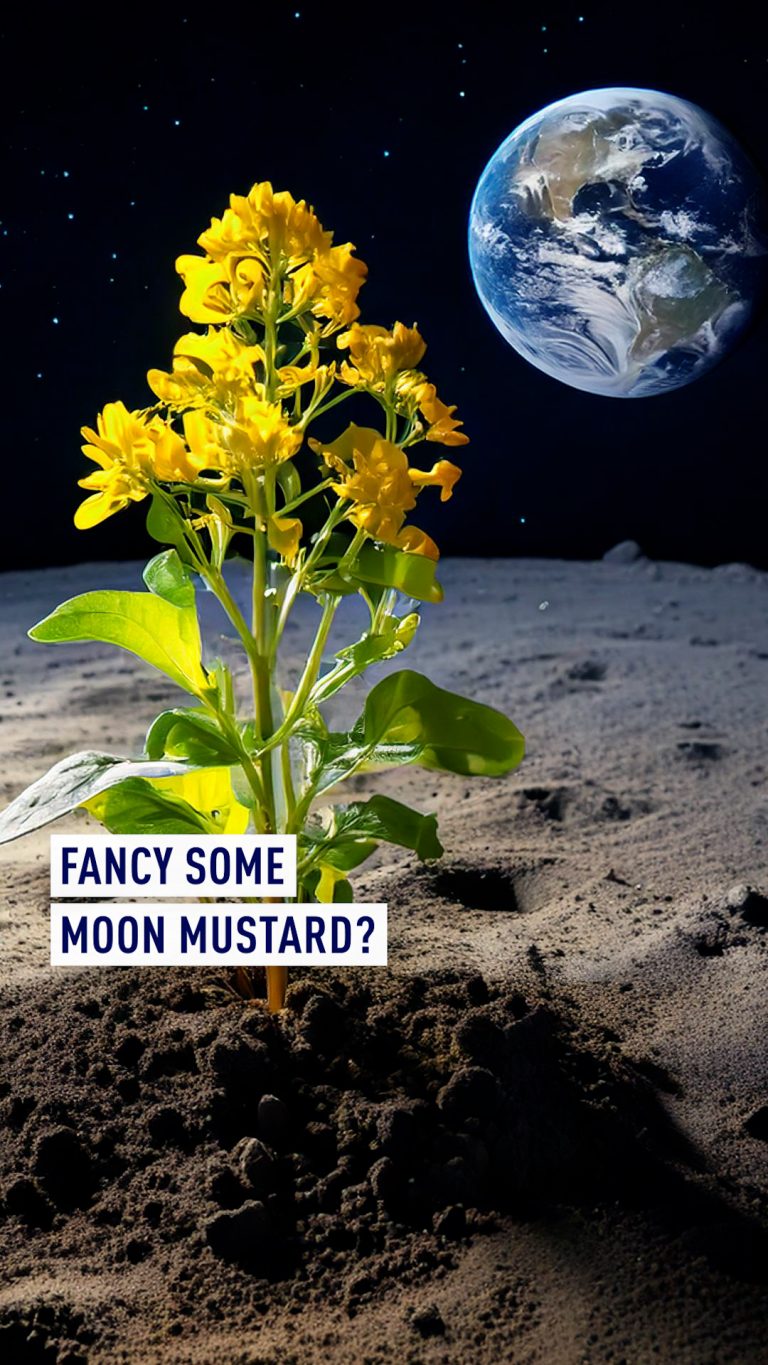 Des scientifiques hongrois cultivent des plantes dans un sol lunaire simulant