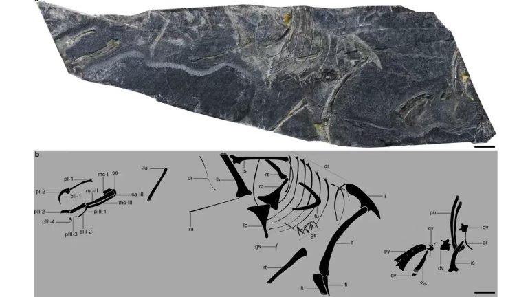 La découverte des fossiles de Jurassic en Chine jette une nouvelle lumière sur l&rsquo;origine des oiseaux