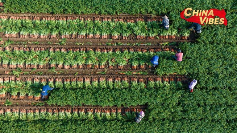 Le document clé de la Chine met en évidence la stabilité de la production de céréales