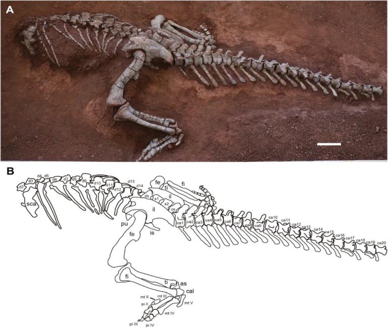 Les scientifiques identifient les nouvelles espèces de dinosaures de sauropode en SW Chine