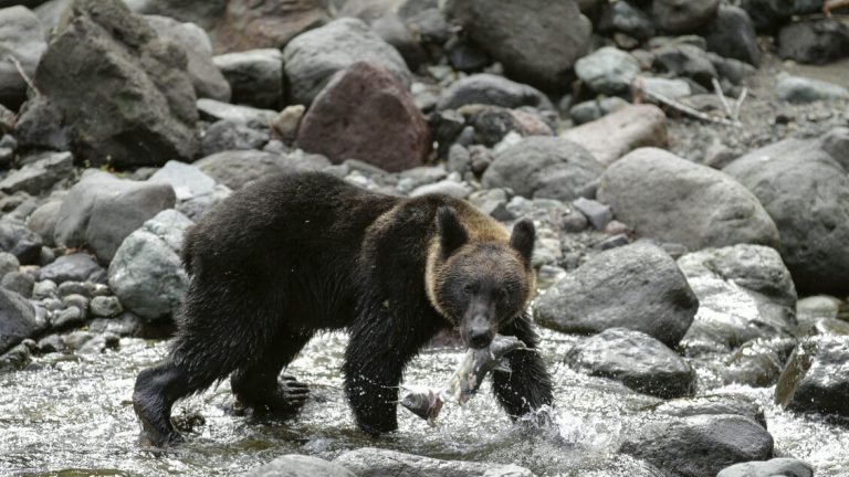 Ten-year record of bear attacks in Japan