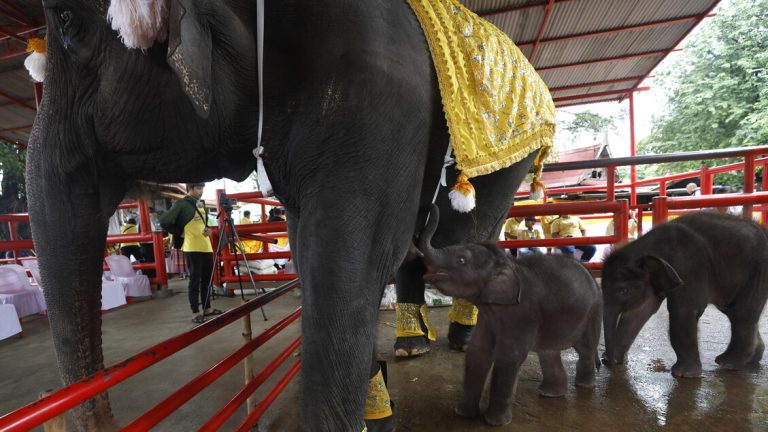 Too many elephants in Thailand, the ‘pill’ arrives