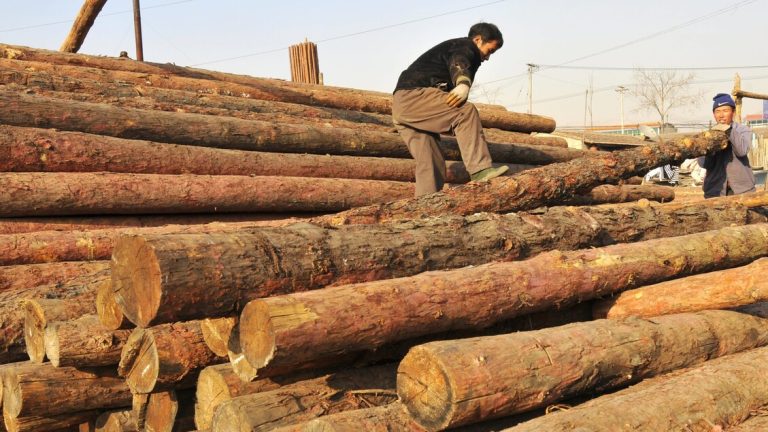 China, customs suspend the import of American timber