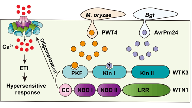 Les scientifiques découvrent un nouveau mécanisme immunitaire de la kinase en tandem de blé