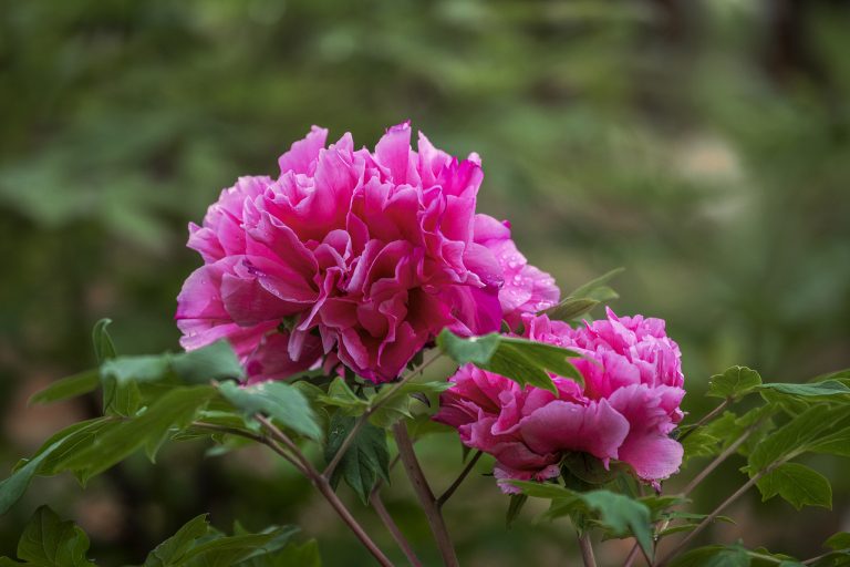 Le jardin national de la pivoine de Luoyang égaye le printemps avec des fleurs
