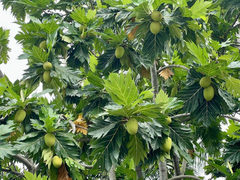 Les exportations de fruits du Vietnam s&rsquo;enfoncent au milieu de la popularité croissante en Chine