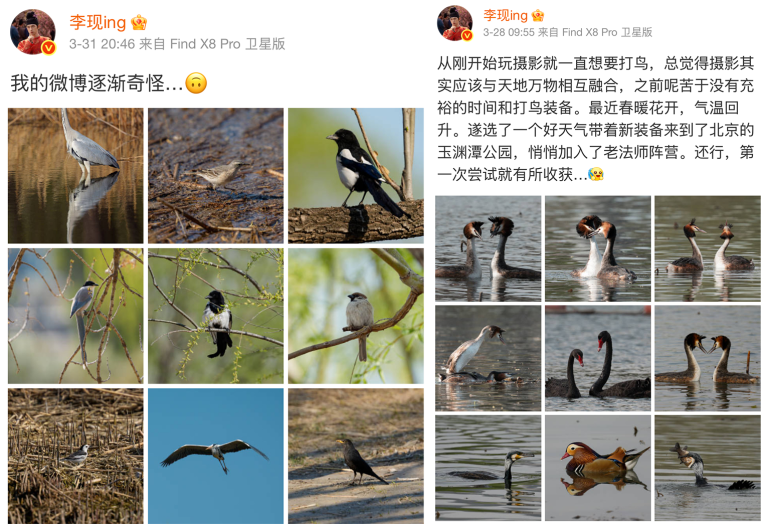 Photographie d&rsquo;oiseaux pour la conservation: la célébrité inspire l&rsquo;amour des oiseaux