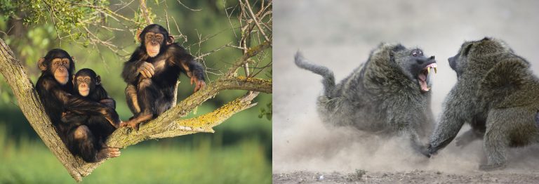 Pourquoi les crises de tarif de Trump échoueront: les leçons de la politique des primates