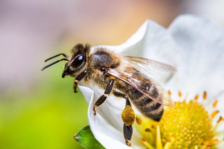 Les cerveaux d&rsquo;animaux suscitent l&rsquo;innovation technologique, la conservation