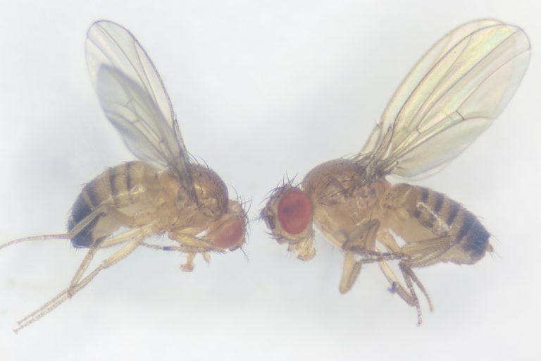 Les mouches des fruits du retour de la station spatiale chinoise, régis pour fournir des données clés