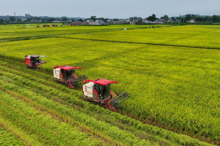 Les scientifiques chinois découvrent le gène de riz résistant à la chaleur