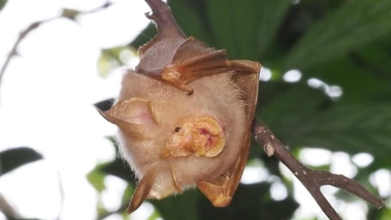 Rare bats has been identified in Singapore