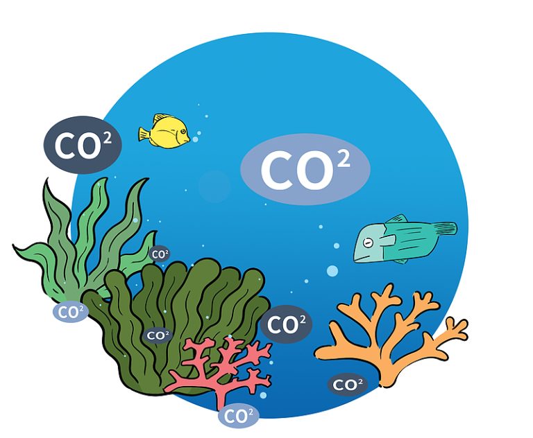 Blue Carbon: une arme secrète dans la lutte contre le changement climatique?