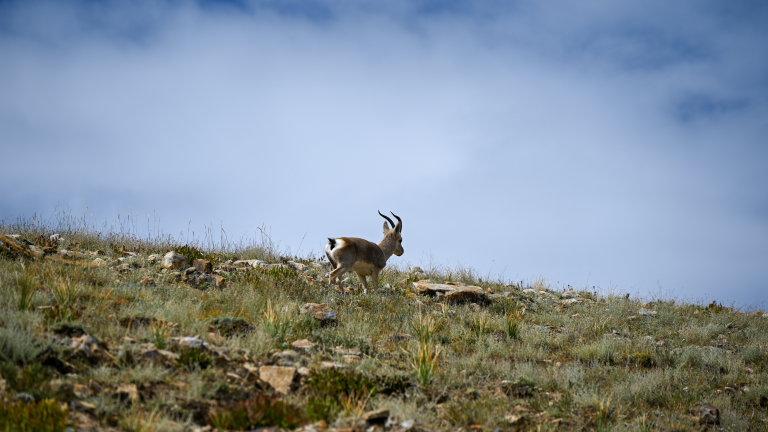 La Chine libère une nouvelle carte de végétation des prairies du «toit du monde»
