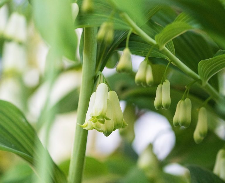 Le Fujian de la Chine tape la richesse forestière avec la finance verte