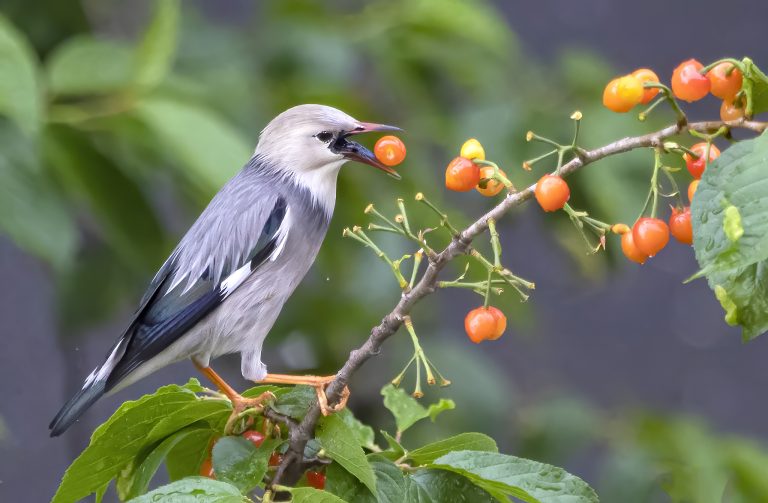 Les scientifiques chinois découvrent pourquoi les oiseaux tolèrent les goûts aigres