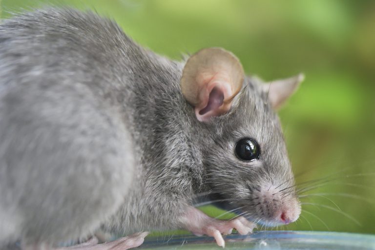 Les scientifiques chinois trouvent un commutateur pour la régénération des organes des mammifères