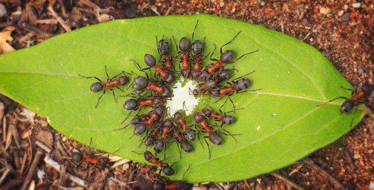 Les scientifiques découvrent l&rsquo;innovation génétique sous-jacente à l&rsquo;évolution des fourmis