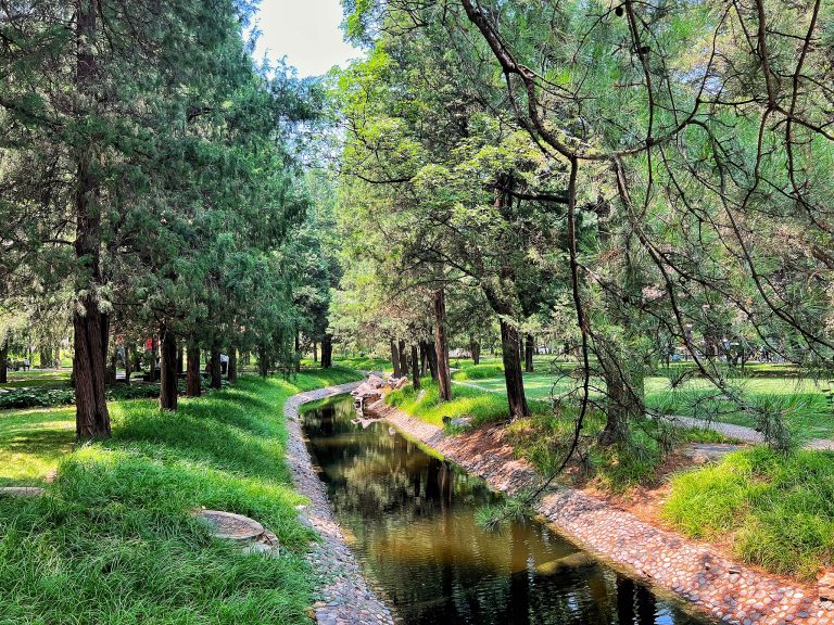 L&rsquo;étude trouve que l&rsquo;adaptation respiratoire du tronc d&rsquo;arbre refroidisse les prévisions climatiques