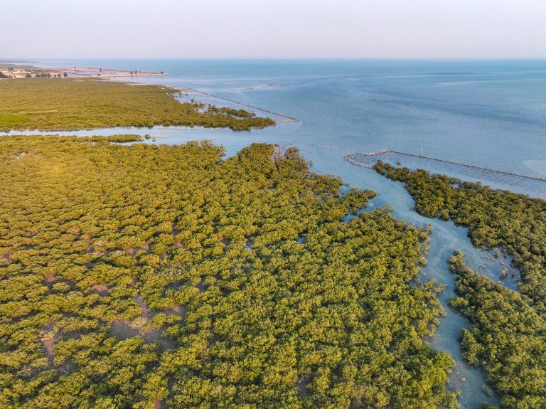 Garder les mangroves, construire un bouclier bleu-carbone
