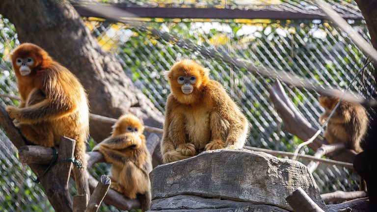 L&rsquo;IA améliore la protection des singes au nez au snubage doré en voie de disparition