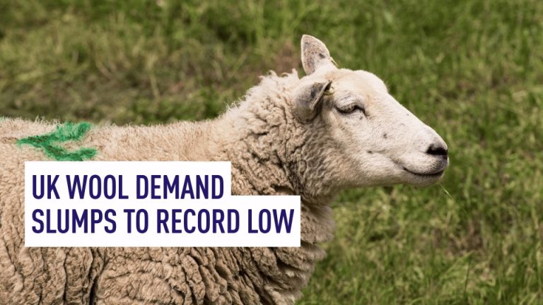 Les agriculteurs britanniques se tournent vers la génétique alors que la demande de laine tombe