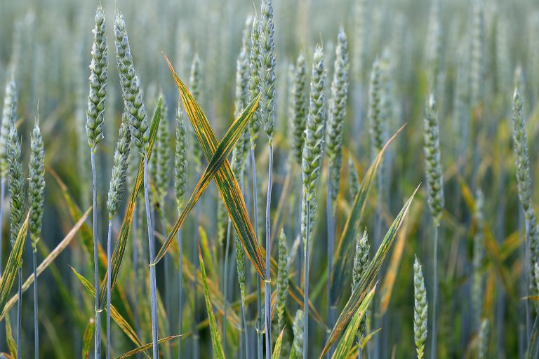 Les scientifiques chinois cartographient la résistance génétique au «cancer» du blé