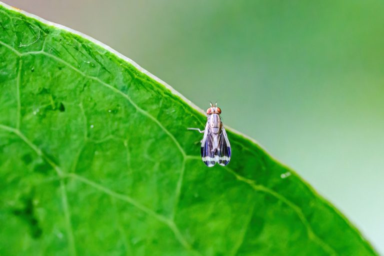 Les scientifiques chinois décodent les fruits du cycle de vie