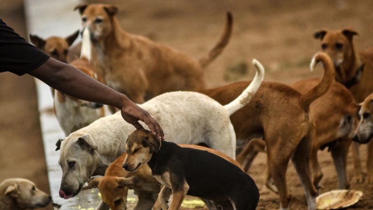 Supreme Court in government, ‘Street strays from the streets’