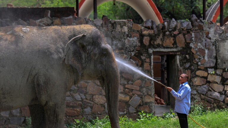 India, presence of Asian elephants dropped by 25% in 8 years