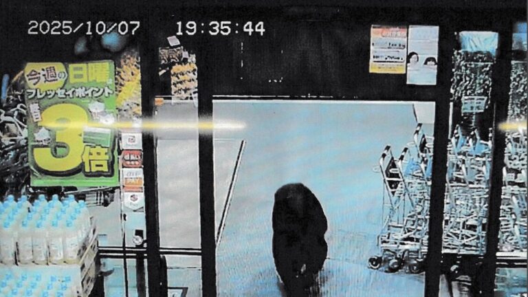 Japan, bear breaks into supermarket and injures two customers
