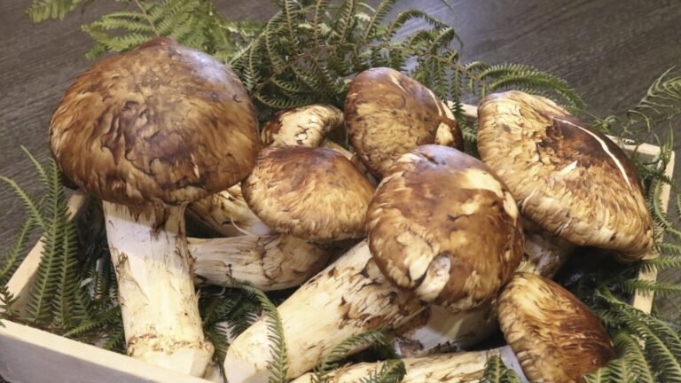 Japan, eight matsutake mushrooms sold at auction for 4,850 euros