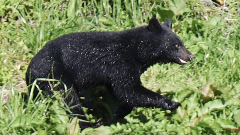 Japan on alert over bears, government considers use of rifles