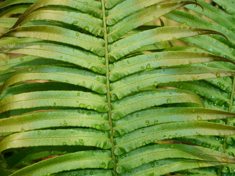 Éléments de terres rares, biominéralisation trouvées dans les plantes