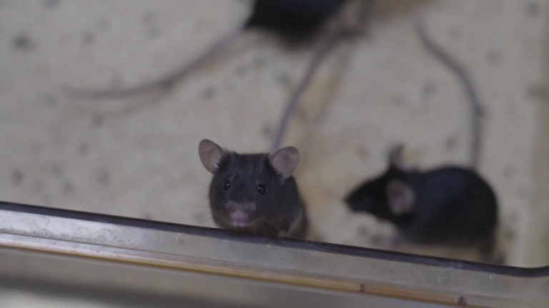 Les « astronautes souris » chinois et leur difficile voyage dans l&rsquo;espace