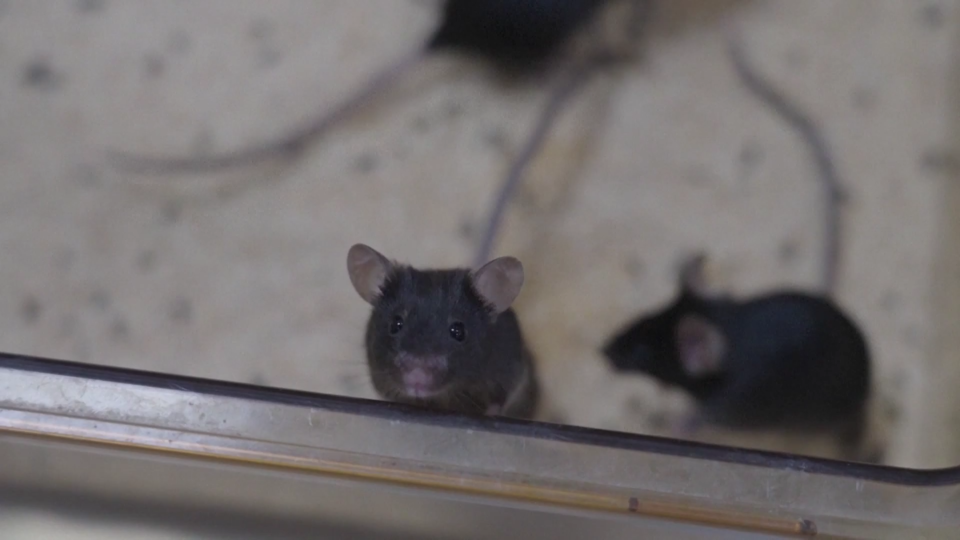 Les souris sont vues dans le nid de la station spatiale chinoise, le 1er novembre 2025. /VCG