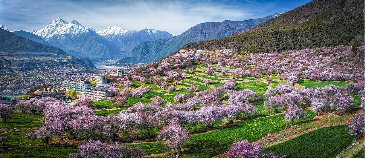 Fleurs de pêcher à Nyingchi, dans la région autonome de Xizang, dans le sud-ouest de la Chine. /VCG