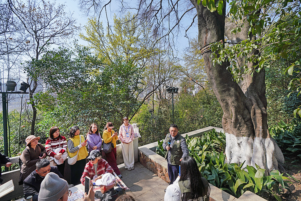 Un ingénieur principal d'un institut local de recherche sur les jardins et les forêts présente aux visiteurs la science derrière les arbres anciens du parc Guishan à Wuhan, province du Hubei, Chine, le 11 mars 2026. /VCG