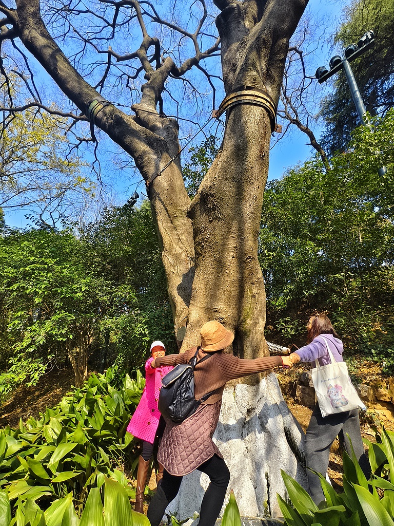 Des visiteurs se tiennent la main en cercle pour serrer dans leurs bras un arbre vieux de 120 ans au parc Guishan à Wuhan, province du Hubei, en Chine, le 11 mars 2026. /VCG