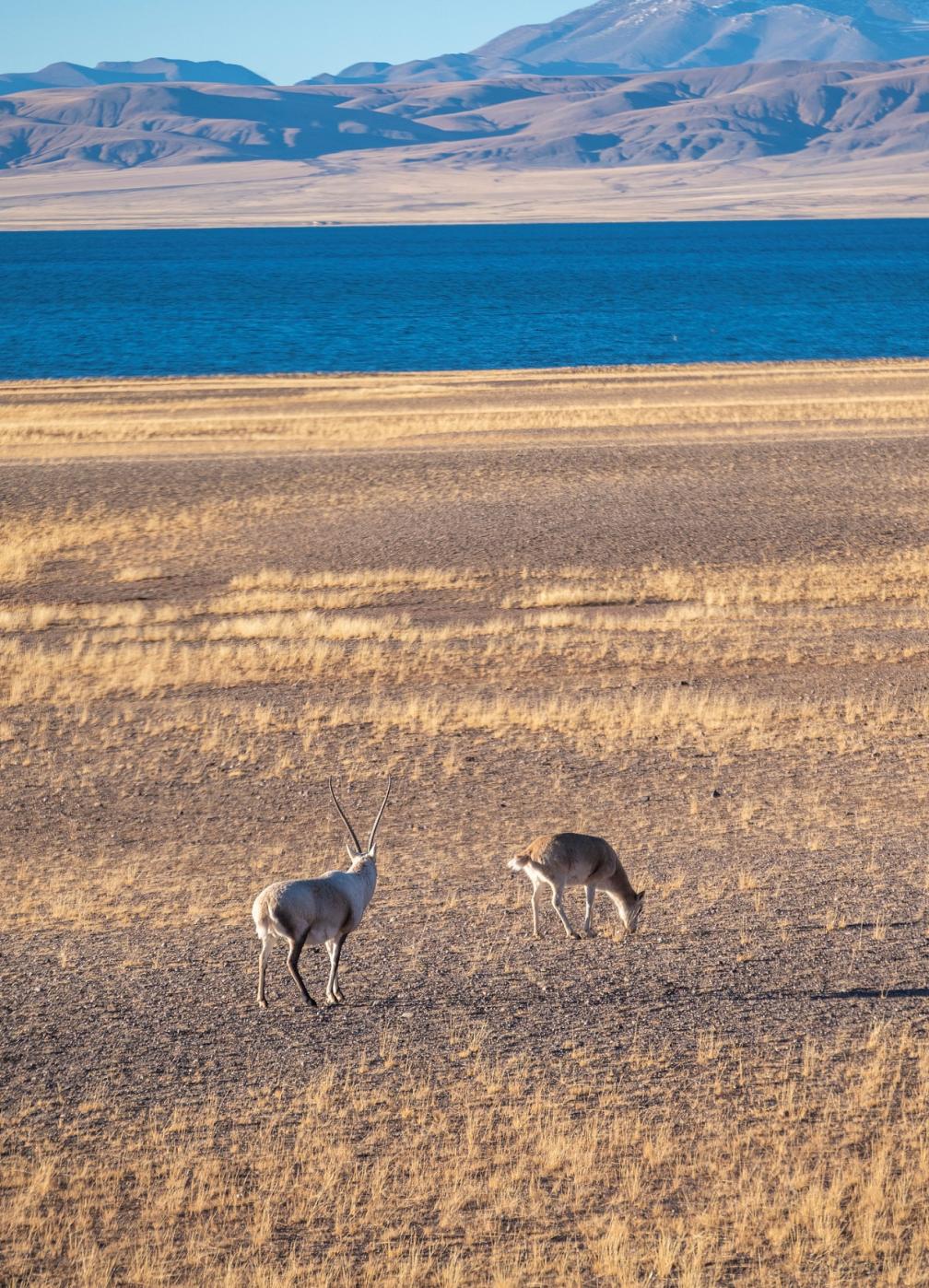 Des antilopes tibétaines parcourent les rives du lac Mapam Yumco, dans la préfecture de Ngari, dans la région autonome chinoise de Xizang. /VCG