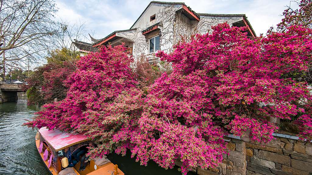 Loropetalum rouge en pleine floraison près du pont Wangxing à Suzhou, province du Jiangsu, le 26 mars 2026. /VCG