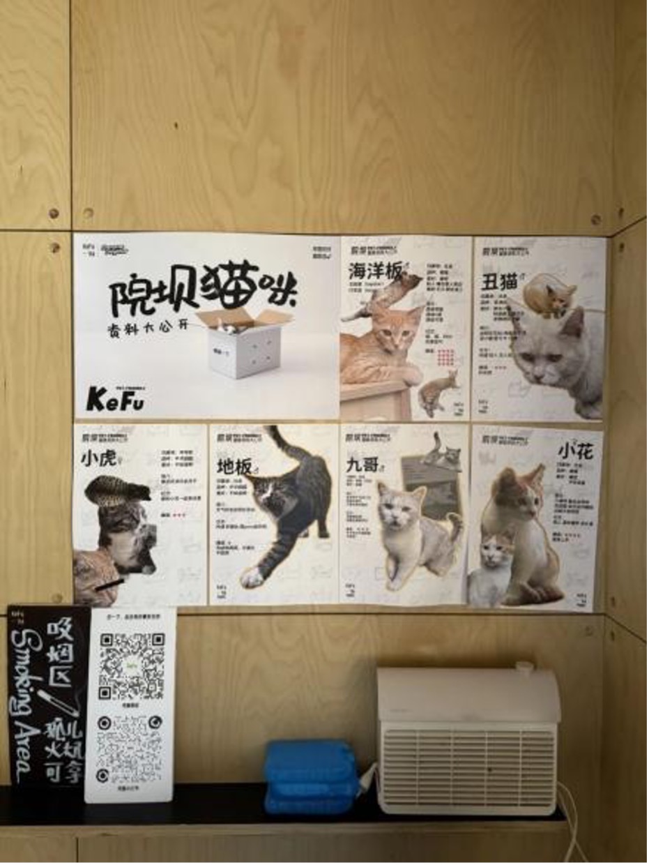 Un café de Guiyang présente les chats errants locaux, ainsi que leurs identités et personnalités. /CGTN