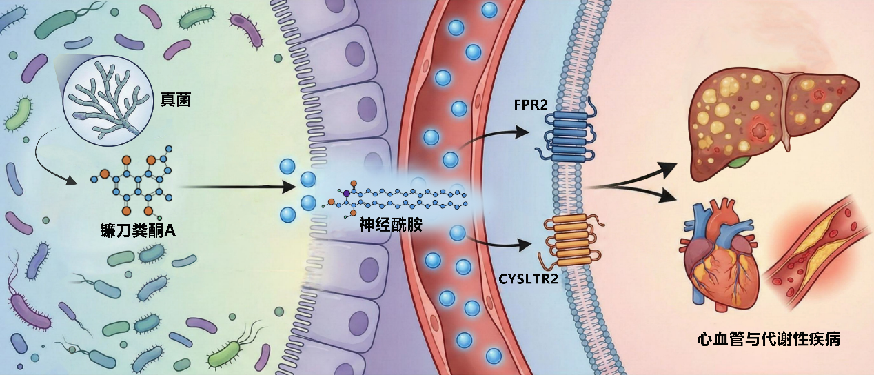 Récepteur aux céramides et mécanismes de régulation microbienne identifiés. /CMG