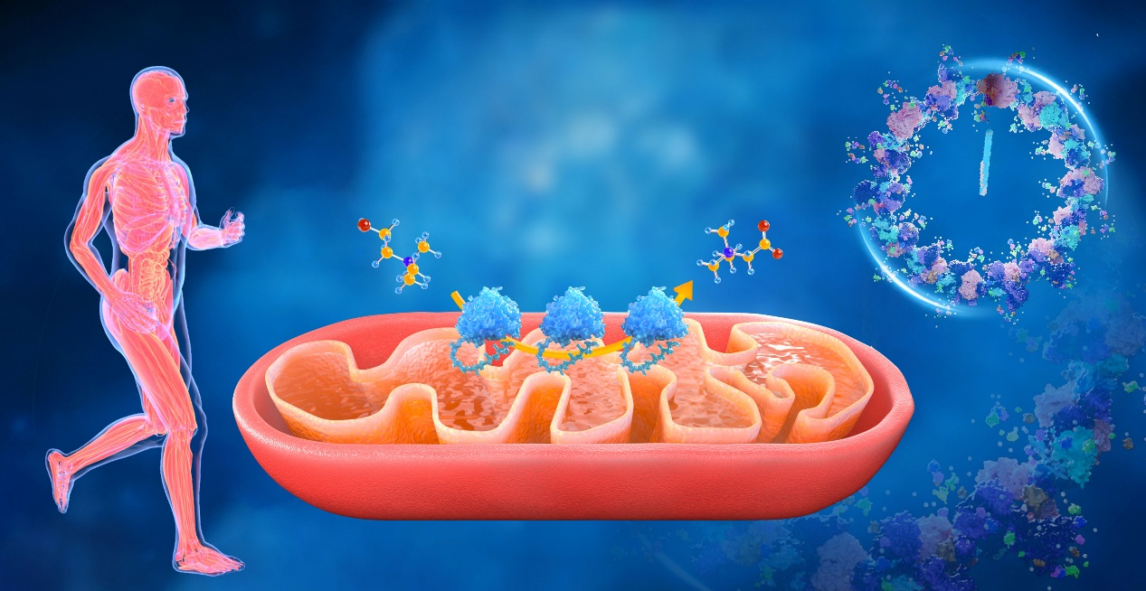 Mécanismes du vieillissement inflammatoire et interventions ciblées. /CMG