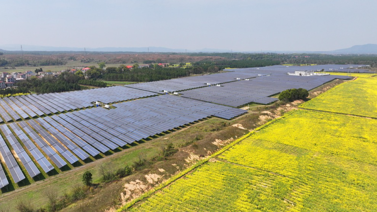 Des panneaux photovoltaïques bleus forment un paysage époustouflant alors qu'ils se reflètent sur la mer dorée de fleurs de colza en fleurs dans la province du Jiangxi, dans l'est de la Chine, le 15 mars 2026. /VCG