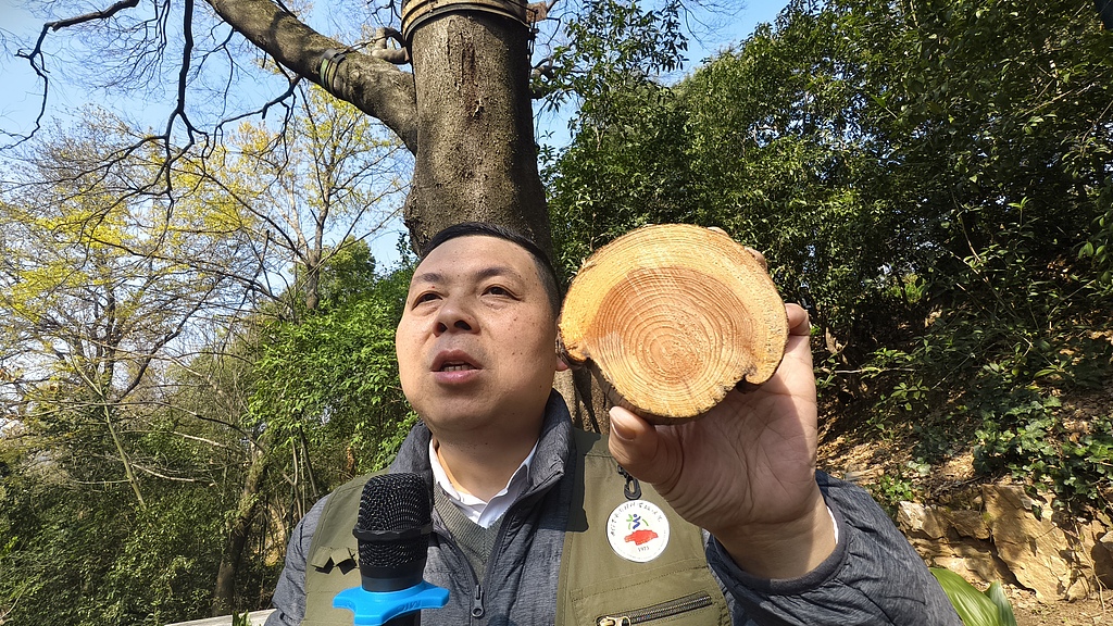 Un ingénieur principal d'un institut local de recherche sur les jardins et les forêts présente aux visiteurs la science derrière les arbres anciens du parc Guishan à Wuhan, province du Hubei, Chine, le 11 mars 2026. /VCG